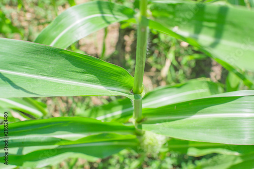 corn plant agriculture close-up