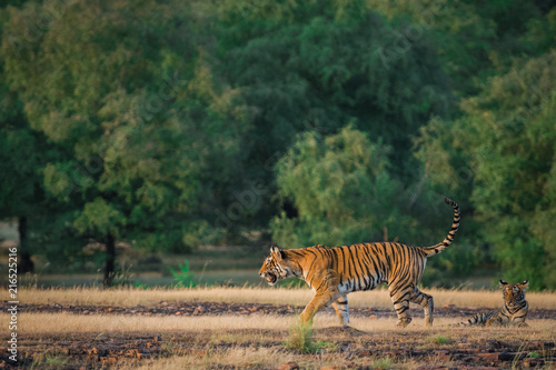 A charge by tigress at Ranthamore National Park