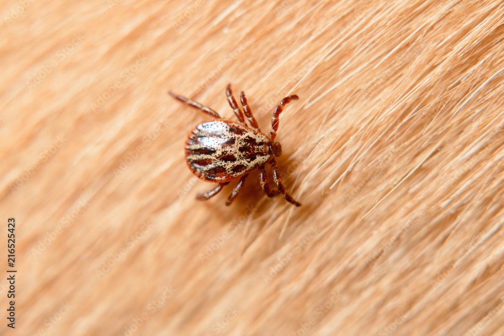 Forest mite on dog hair. tick Forest mite on dog hair. tick