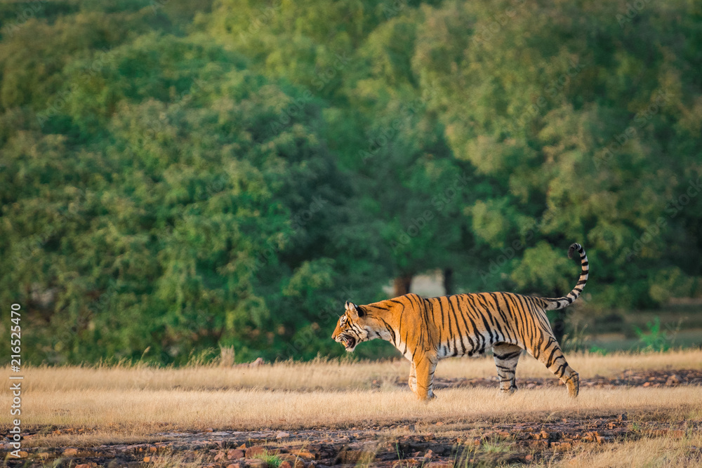 Fototapeta premium A charge by tigress at Ranthamore National Park