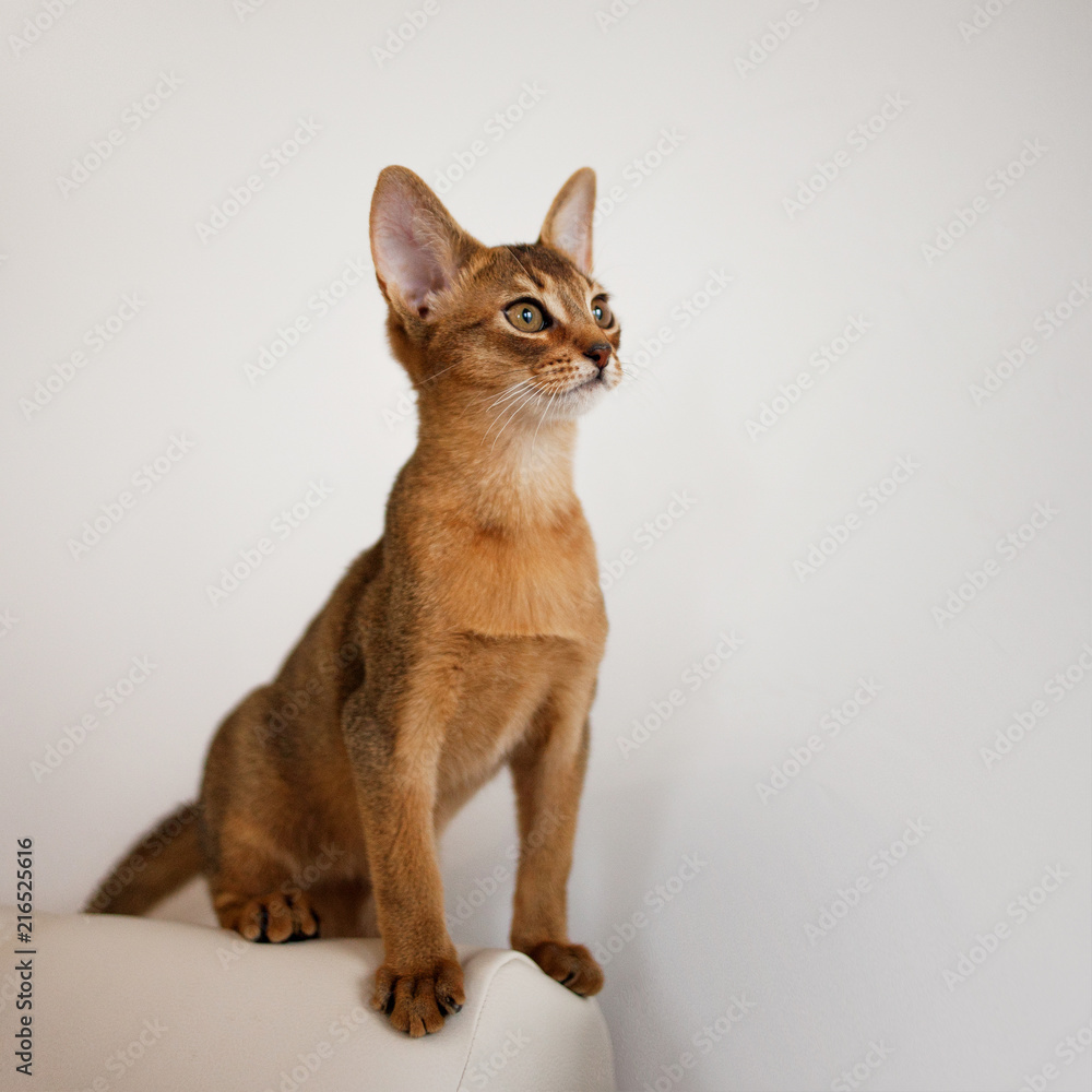 Abyssinian kitten. Close-up portrait Abyssinian kitten. Close-up portrait