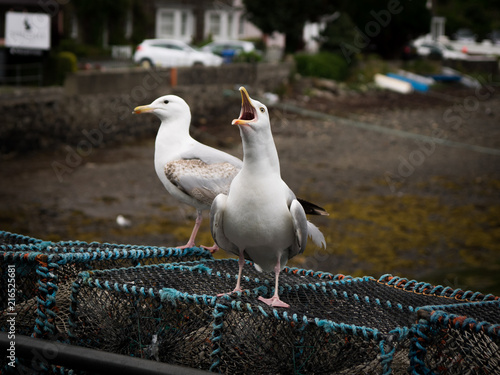 Shouting seagull th Portree harbour, Scoland photo