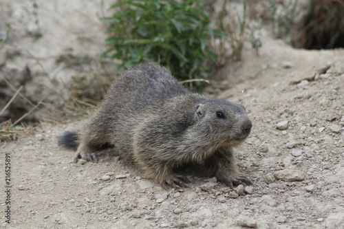 marmotte dans les alpes en france