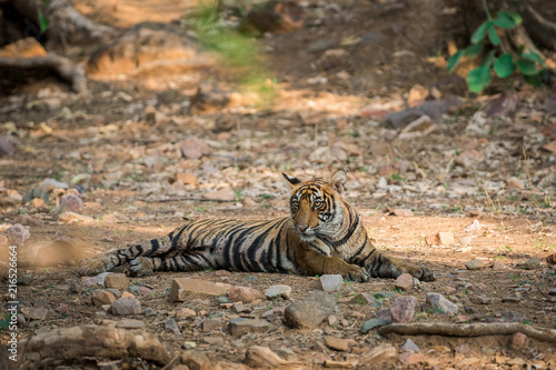 An evening time well spent with a female tiger cub at Ranthambore National Park