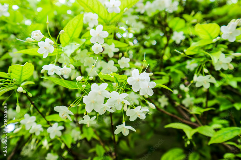 Wrightia religiosa is a species of tree in the family Apocynaceae. Its distribution includes: China (Guangdong), Indo-China and Malesia including the Philippines Wrightia religiosa is a species of tree in the family Apocynaceae. Its distribution includes: China (Guangdong), Indo-China and Malesia including the Philippines