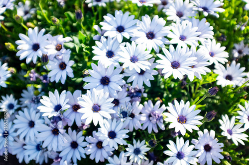 Nice bunch of purple flowers