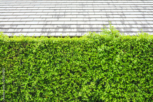 wall green plant of nature and modern top roof