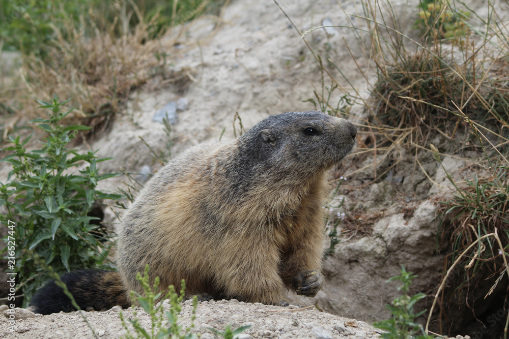 portrait d'une marmotte dans les alpes en france portrait d'une marmotte dans les alpes en france