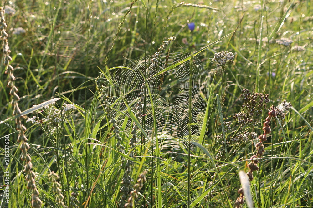 Obraz premium Grass grows in a meadow