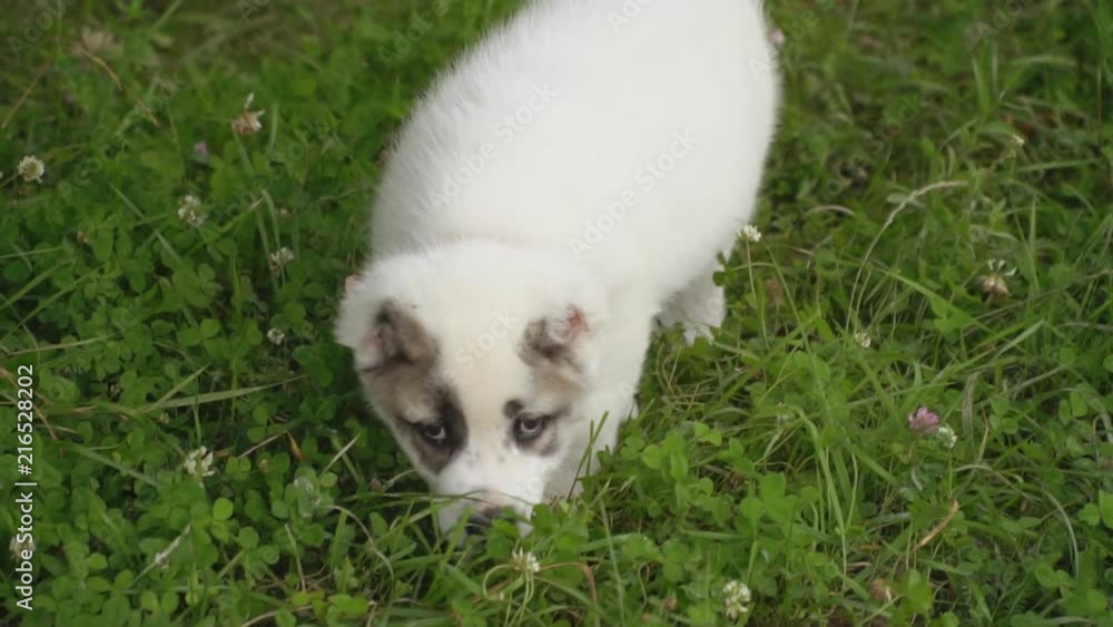 puppy of Alabai breed puppy of Alabai breed
