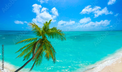 Fototapeta Naklejka Na Ścianę i Meble -  Palm trees on the sandy beach and turquoise ocean from above