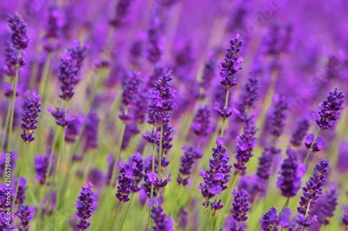 Blooming lavender in garden (violet flowers)