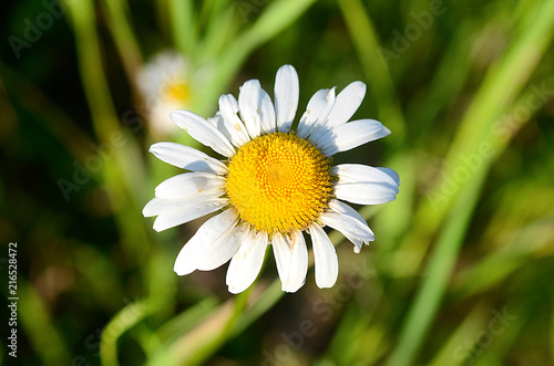beautiful field flower