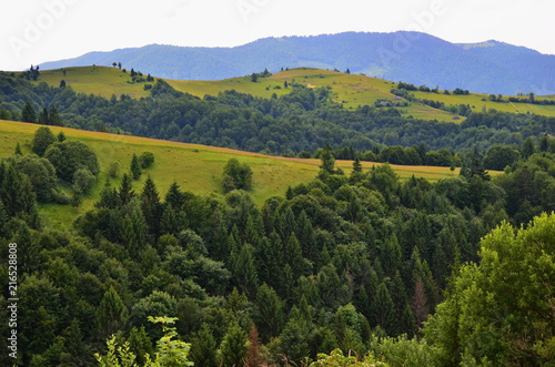 Trees on the slopes of the Ukrainian Carpathians