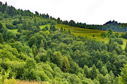 Trees on the slopes of the Ukrainian Carpathians