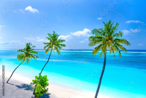 Fototapeta Naklejka Na Ścianę i Meble -  Palm trees on the sandy beach and turquoise ocean from above