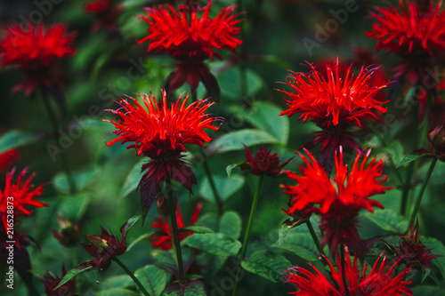Red monarda on the flowerbed