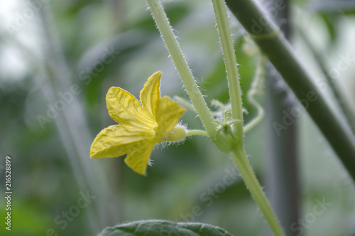 Male cucumber flower, Cucumis sativus, Central of Thailand
