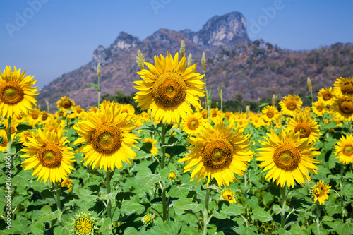 color sunflower farm