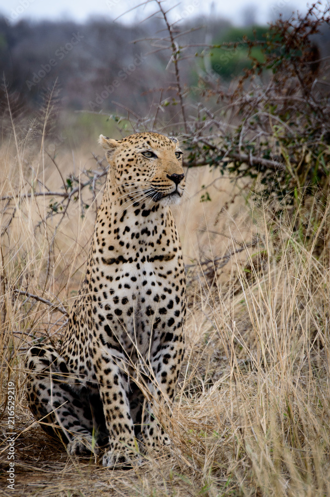 Obraz premium Leopard