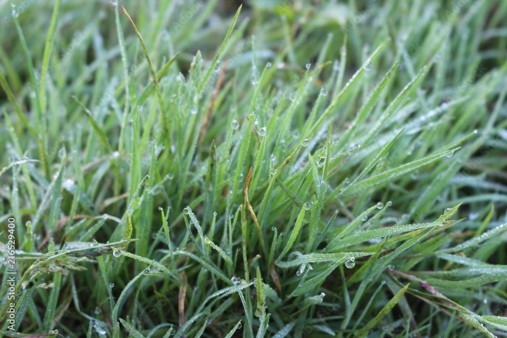 Grass in drops of dew