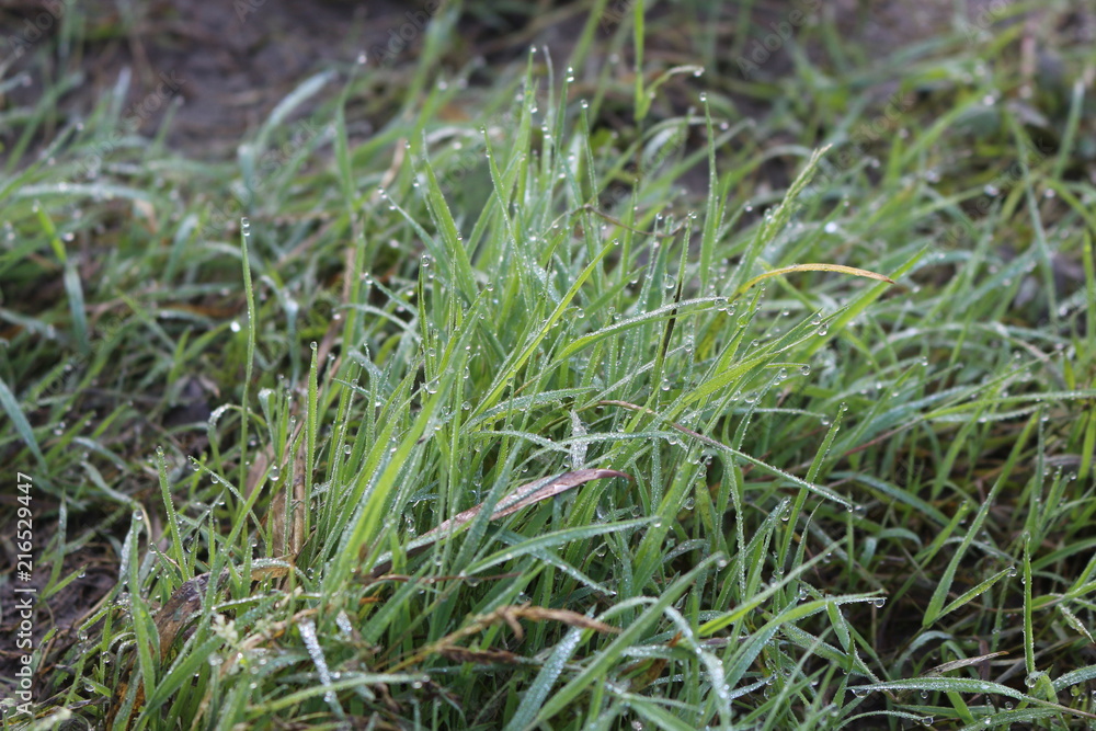 Grass in drops of dew Grass in drops of dew