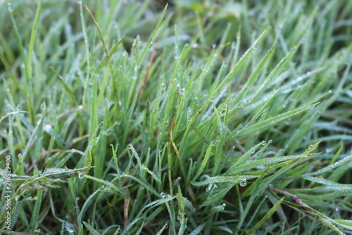 Grass in drops of dew