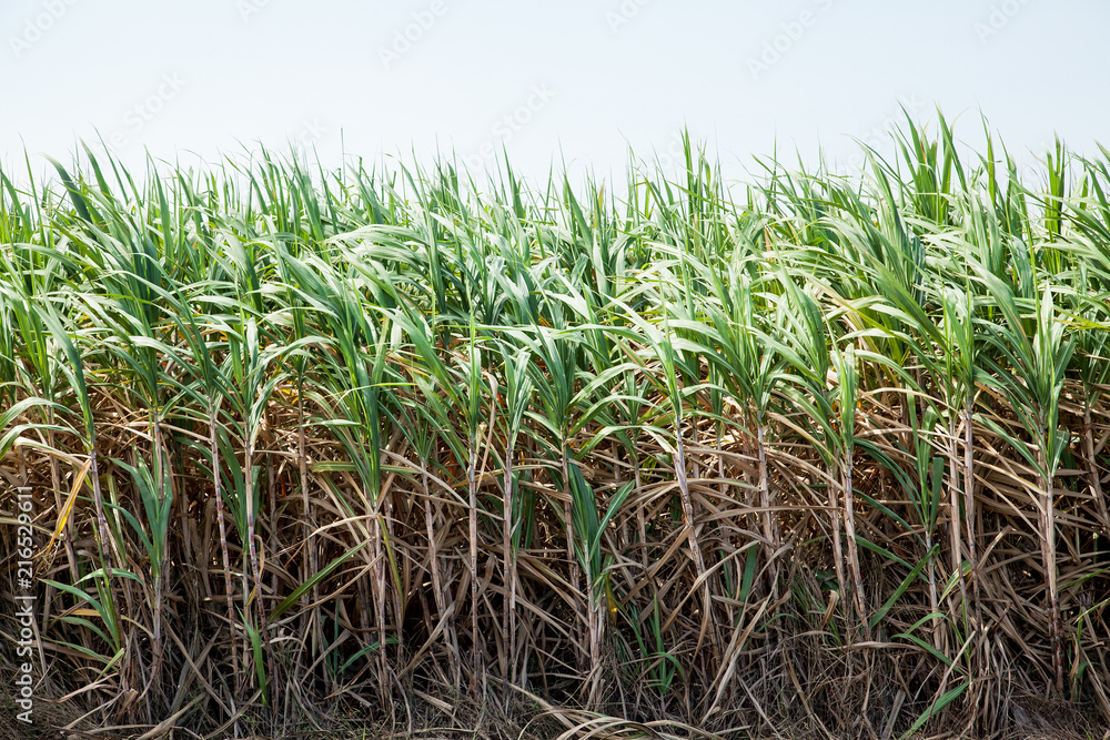 Sugar cane plantation . Sugar cane plantation .