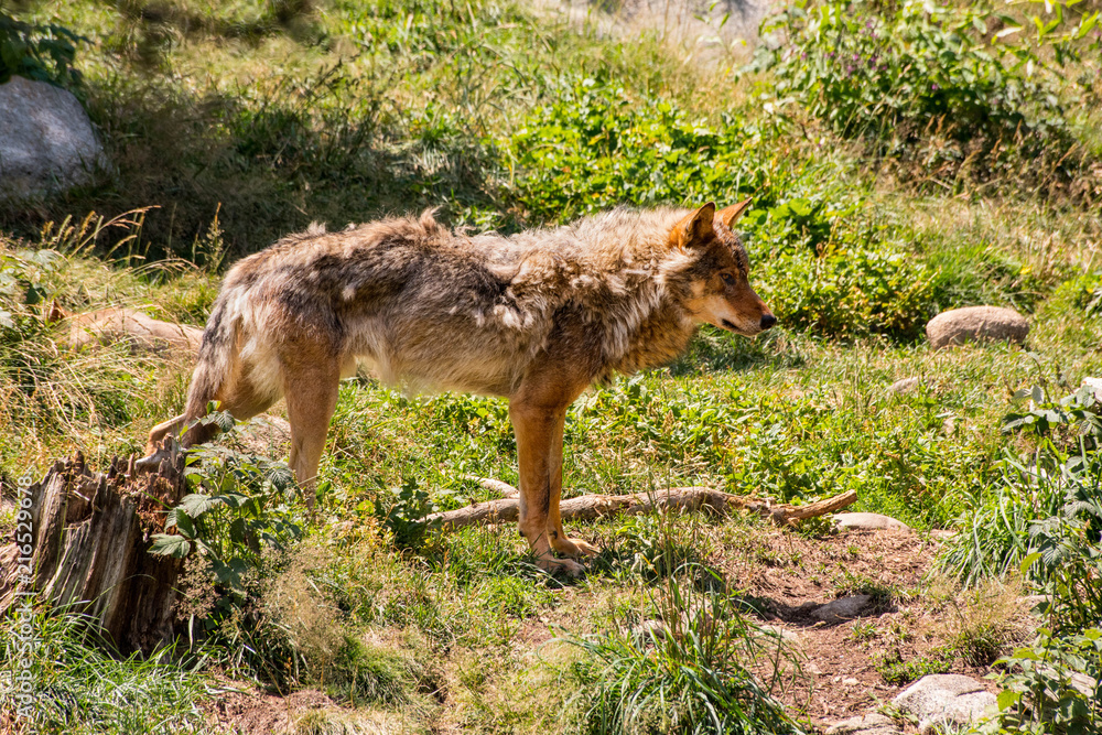 Loup des Pyrénées