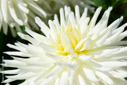 Fototapeta Naklejka Na Ścianę i Meble -  Weiße edle Dahlie im Sonnenlicht