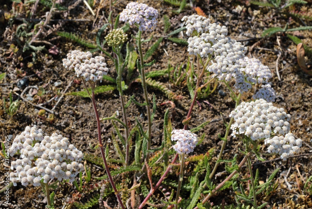 Obraz premium Achillea