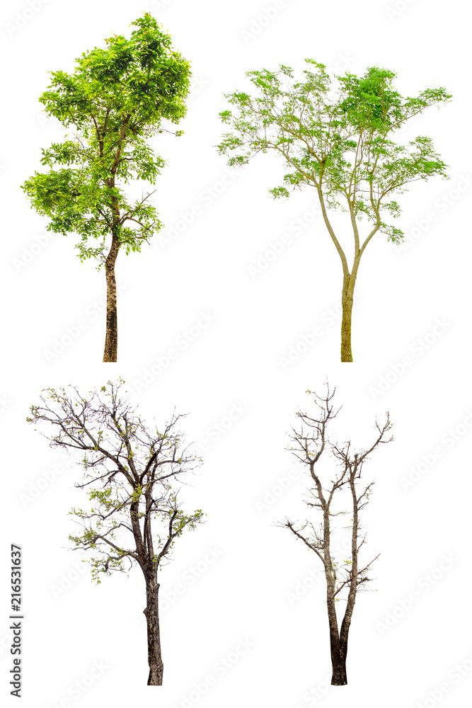 Four Tree collection on white background,clipping paths. Four Tree collection on white background,clipping paths.