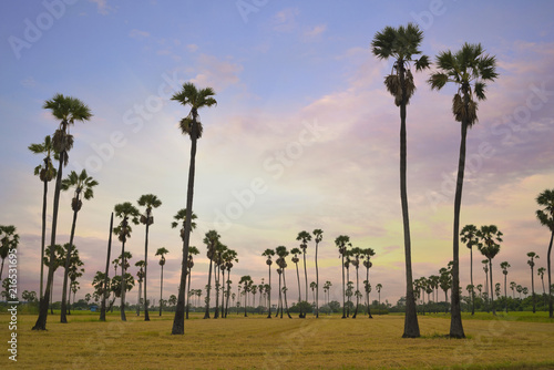 Palm tree in rice fields over sunrise sky