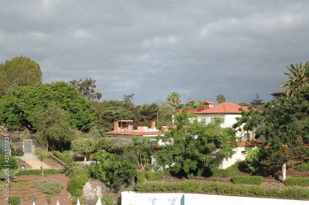 meer,taube,teneriffa meer,taube,teneriffa