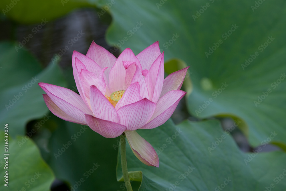 蓮の花 蓮の花