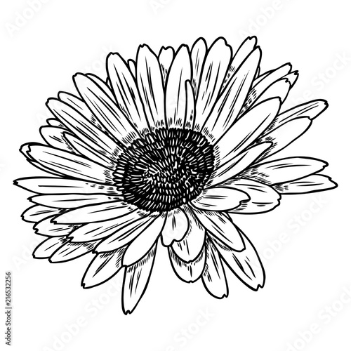 Open petals daisy head flower. Floral Botany drawings. Black and white line art. Vector.