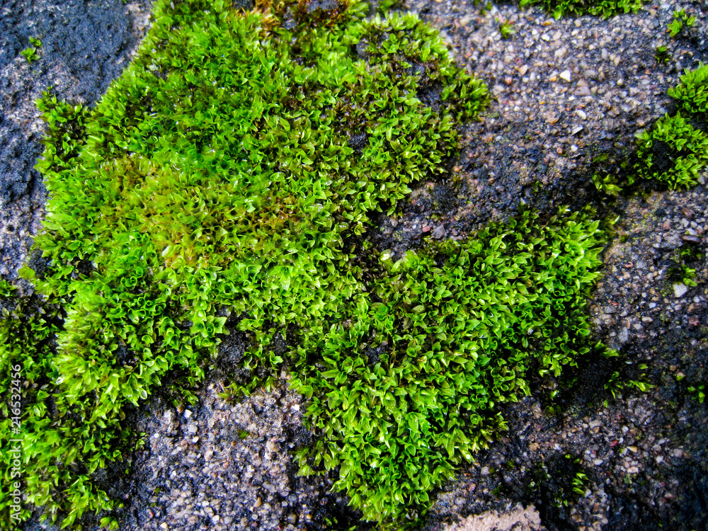 selective focus, moss on the rock. selective focus, moss on the rock.