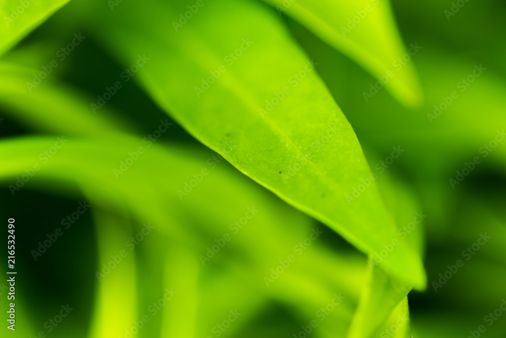 Close up nature green leaf concept background. Close up nature green leaf concept background.
