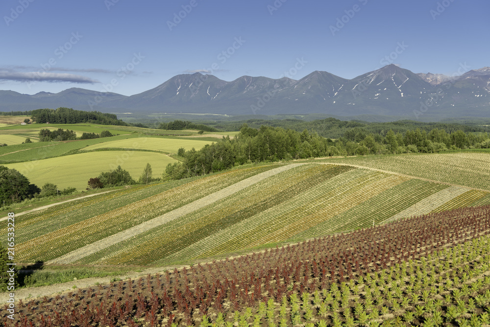 Flower meadows of Shikisai-no-oka Farm in Biei, Hokkaido, Japan