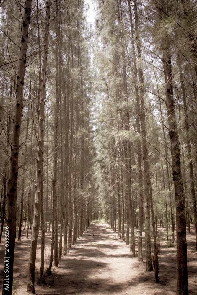 Photograph of pine forest in roll, processed in vintage color tone. Photograph of pine forest in roll, processed in vintage color tone.