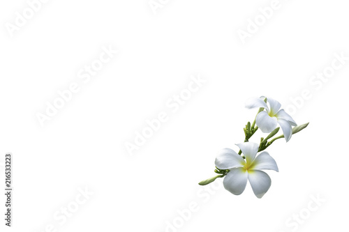 bouquet white plumeria isolated with clip path