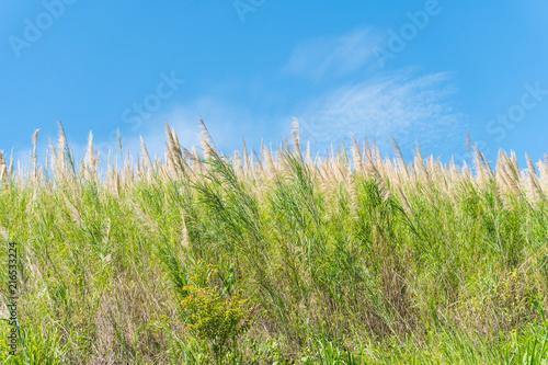 Grass flower field and blue sky in the morning