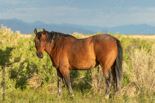 Beautiful Wild Horse © natureguy