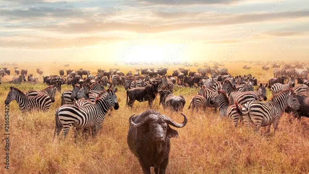 African buffalo and zebra in the African savannah at sunset. Serengeti National Park. African artistic image. - obrazy, fototapety, plakaty 