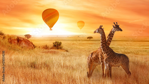 Giraffes in the African savanna against the background of the orange sunset. Flight of a balloon in the sky above the savanna. Africa. Tanzania.