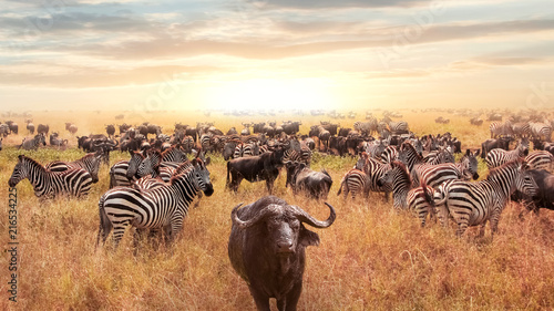 Naklejka na szafę Bizon i zebra w Afrykańskiej sawannie