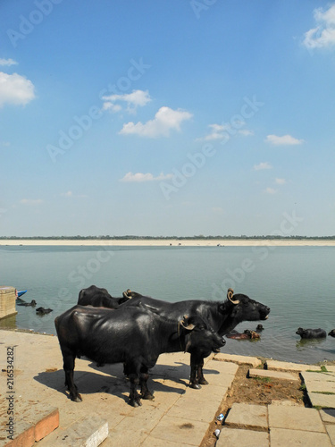 Heilige Kühe am Ganges in Varanasi