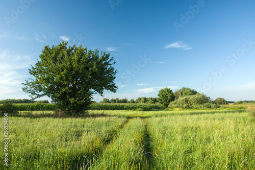 Wheel tracks on a green meadow, tree and blue sky