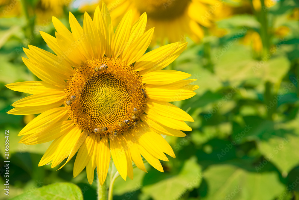 girasoli girasoli