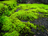 selective focus, moss on the rock.